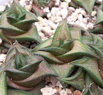 Haworthia venosa Haworthia venosa ssp tessellata Aloe tessellata Aloe parva