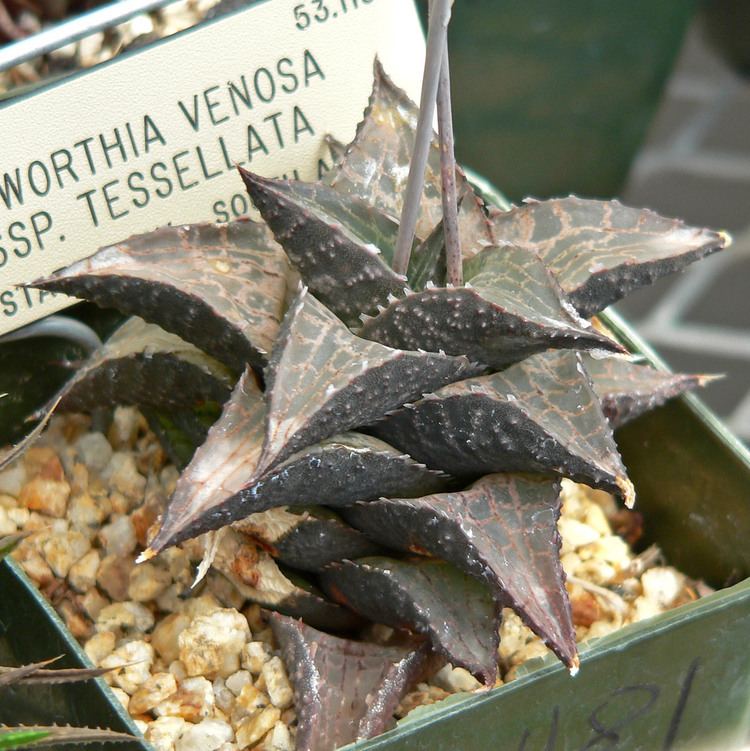 Haworthia venosa Haworthia venosa ssp tessellata Aloe tessellata Aloe parva