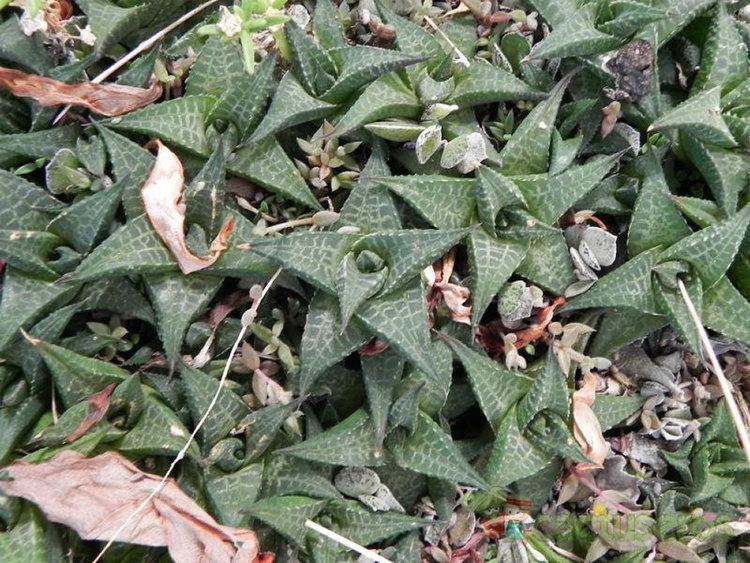 Haworthia venosa Plants amp Flowers Haworthia venosa subsp tessellata