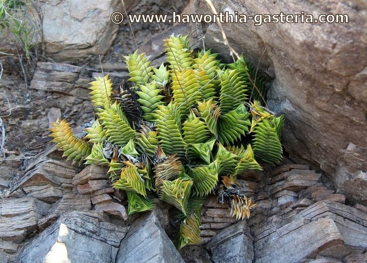Haworthia viscosa All you wanted to know about Haworthias Gasterias and Astrolobas