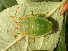 Hawthorn shield bug httpsuploadwikimediaorgwikipediacommonsthu