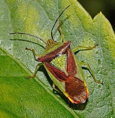 Hawthorn shield bug Acanthosomatidae Acanthosoma haemorrhoidale Hawthorn Shieldbug
