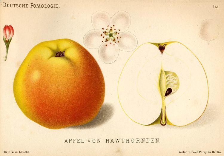 Hawthornden apple