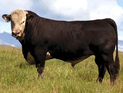 Hays Converter Hays Converter Cattle Modern Farming Methods