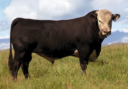 Hays Converter pictures of braford murray grey canadienne cattle Hays Converter