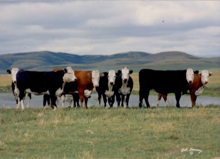 Hays Converter Hays Converter Canadian Beef Breeds Council