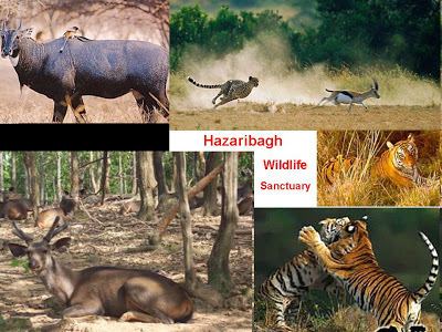 Hazaribag Wildlife Sanctuary INDIA ON WHEELS A trip for pleasure Wildlife in Jharkhand