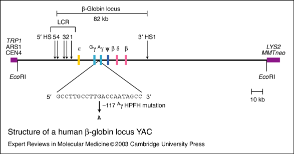 HBB fig005kpk Structure of a human betaglobin locus YAC