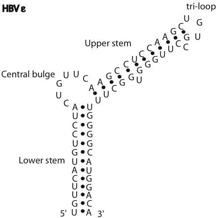 HBV RNA encapsidation signal epsilon