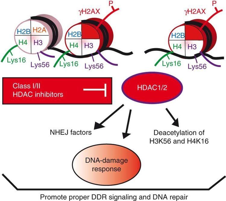 HDAC1 Human HDAC1 and HDAC2 function in the DNAdamage response to promote