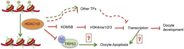HDAC1 Compensatory functions of histone deacetylase 1 HDAC1 and HDAC2