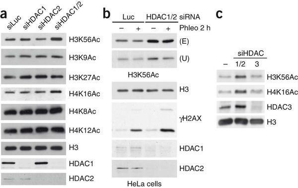 HDAC1 Human HDAC1 and HDAC2 function in the DNAdamage response to promote