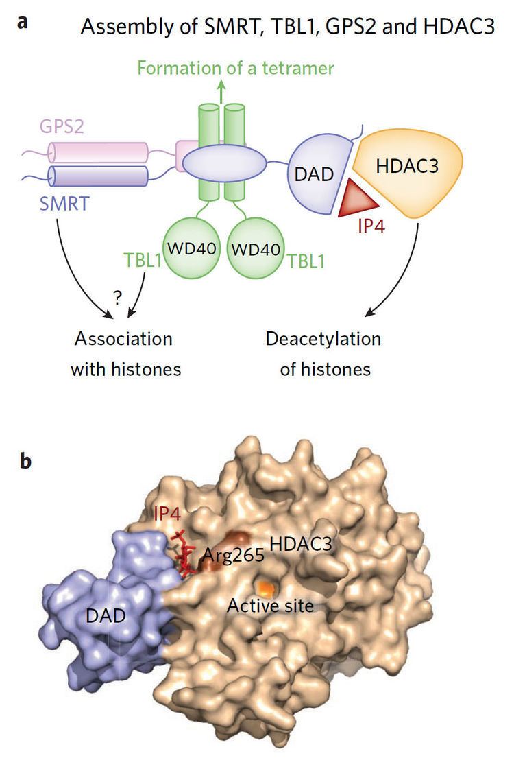 HDAC3 The role of IP4 in the assembly and function of the SMRTHDAC3