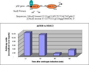 HDAC3 AntiHDAC3 antibody ChIP Grade ab7030 Abcam