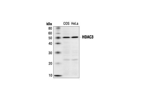 HDAC3 CST Histone Deacetylase 3 HDAC3 Antibody