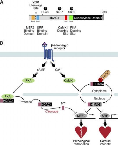 HDAC4 PKAdependent proteolysis of HDAC4 overcomes CaMKII Figure 8 of 8