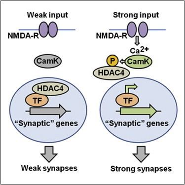 HDAC4 HDAC4 Governs a Transcriptional Program Essential for Synaptic