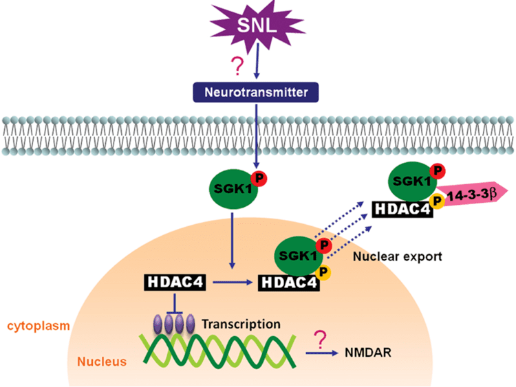 HDAC4 Modulation of Nerve Injuryinduced HDAC4 Cytoplasmic Retention