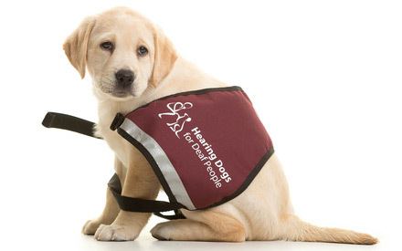 Hearing dog Sponsor Cazzie Hearing Dogs for Deaf People