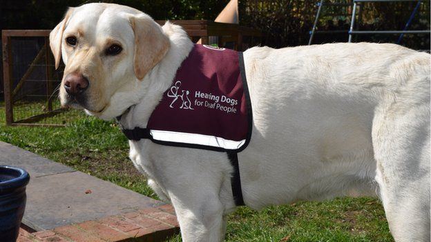 Hearing dog Schoolgirl is 39first deaf child in Wales39 to get hearing dog BBC News