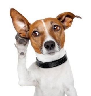 Hearing dog wwwdeafinterpretercomwpcontentuploads20151