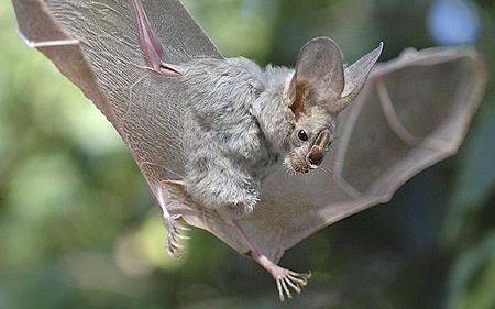 Heart-nosed bat Cardioderma cor Heartnosed Bat by B Stanley