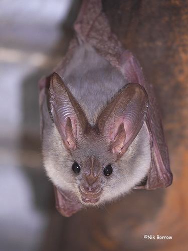 Heart-nosed bat Heartnosed bat observed by nikborrow 0918 PM HST on March 20 2015