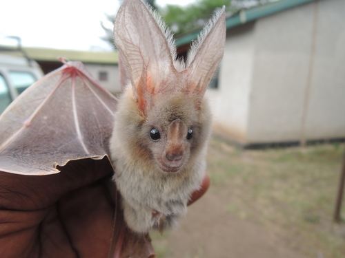 Heart-nosed bat Heartnosed bat observed by paulwebala on March 10 2014