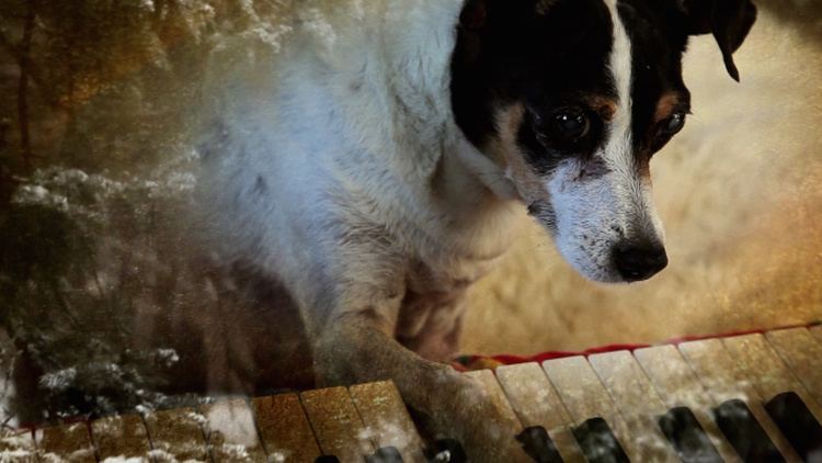 Heart of a Dog (2015 film) Laurie Anderson39s HEART OF A DOG to be Released by Abramorama and