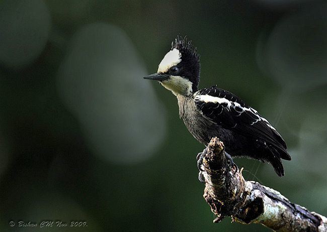 Heart-spotted woodpecker orientalbirdimagesorgimagesdataheartspottedw