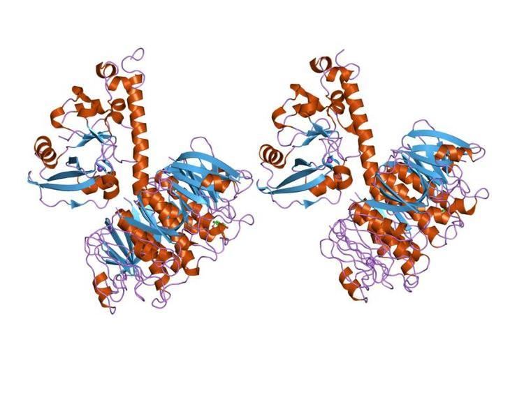 Heat-labile enterotoxin family