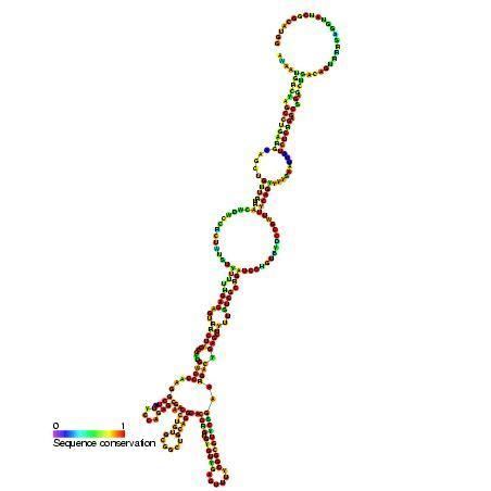 Heat shock protein 70 (Hsp70) internal ribosome entry site (IRES)