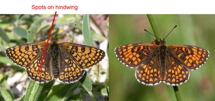 Heath fritillary UK Butterflies Heath Fritillary Melitaea athalia