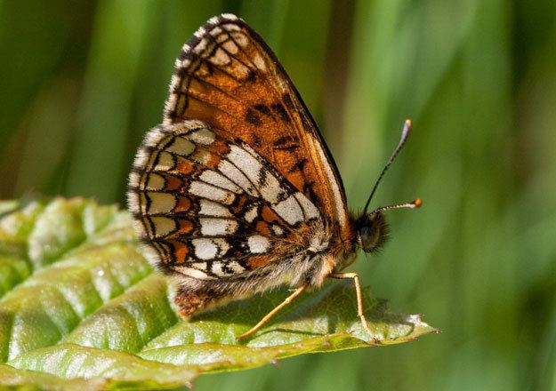 Heath fritillary butterflyconservationorgfilesheathfritillary