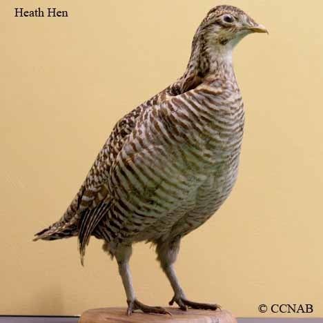 Heath hen Heath Hen North American Birds Birds of North America