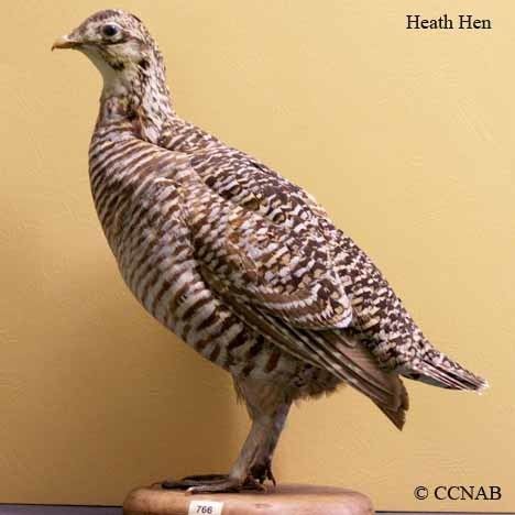 Heath hen Heath Hen North American Birds Birds of North America