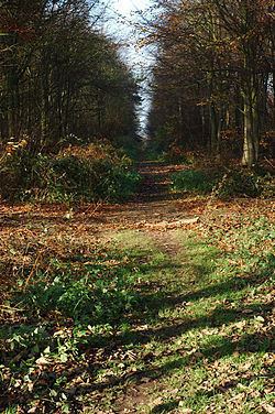 Heath Wood barrow cemetery httpsuploadwikimediaorgwikipediacommonsthu