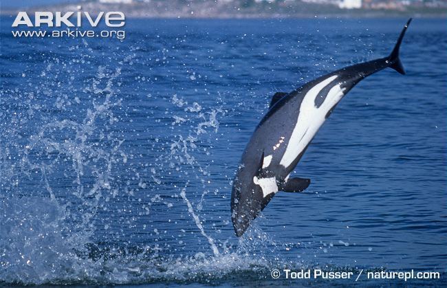 Heaviside's dolphin Heaviside39s dolphin photo Cephalorhynchus heavisidii G25816 ARKive