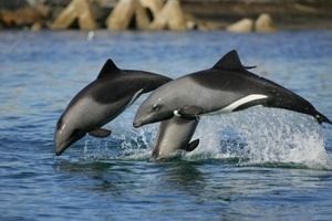 Heaviside's dolphin Heaviside39s Dolphin photos