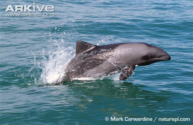 Heaviside's dolphin Heaviside39s dolphin photo Cephalorhynchus heavisidii G28732 ARKive