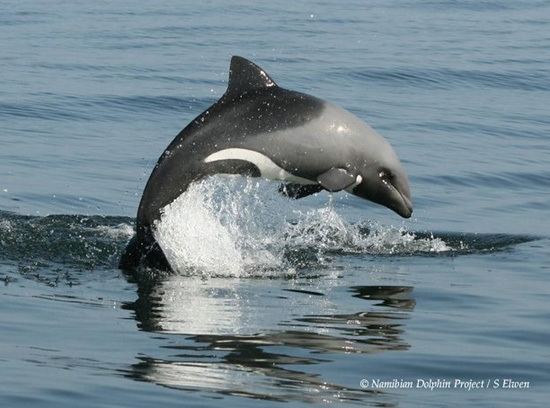 Heaviside's dolphin marinebioorguploadCephalorhynchusheavisidii1jpg