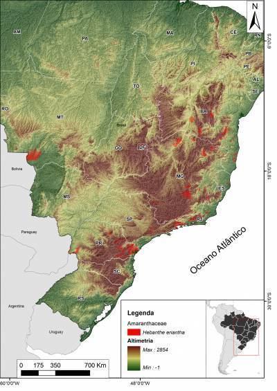 Hebanthe eriantha Alchetron, The Free Social Encyclopedia