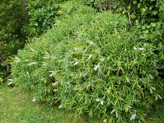 Hebe salicifolia Hebe salicifolia Willow Leaf Hebe Koromiko information amp photos