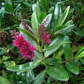Hebe speciosa Veronica speciosa New Zealand Plant Conservation Network
