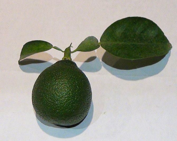Hebesu forumagrumescom Consulter le sujet Citrus hebesu