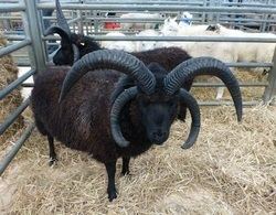 Hebridean sheep Wester Gladstone Hebridean Sheep Home plus news