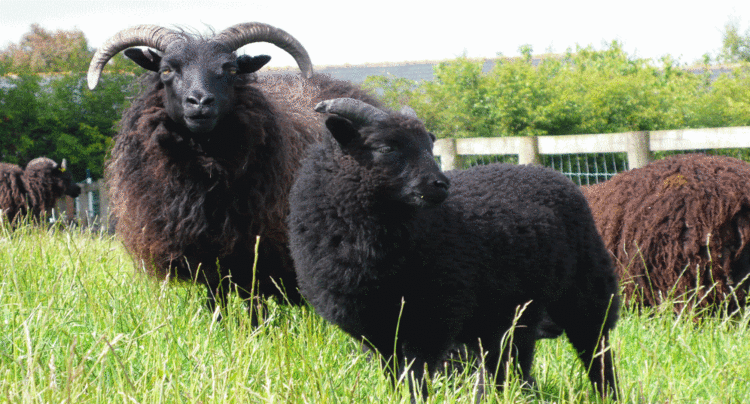 Hebridean sheep Hebridean Sheep
