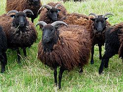 Hebridean sheep httpsuploadwikimediaorgwikipediacommonsthu