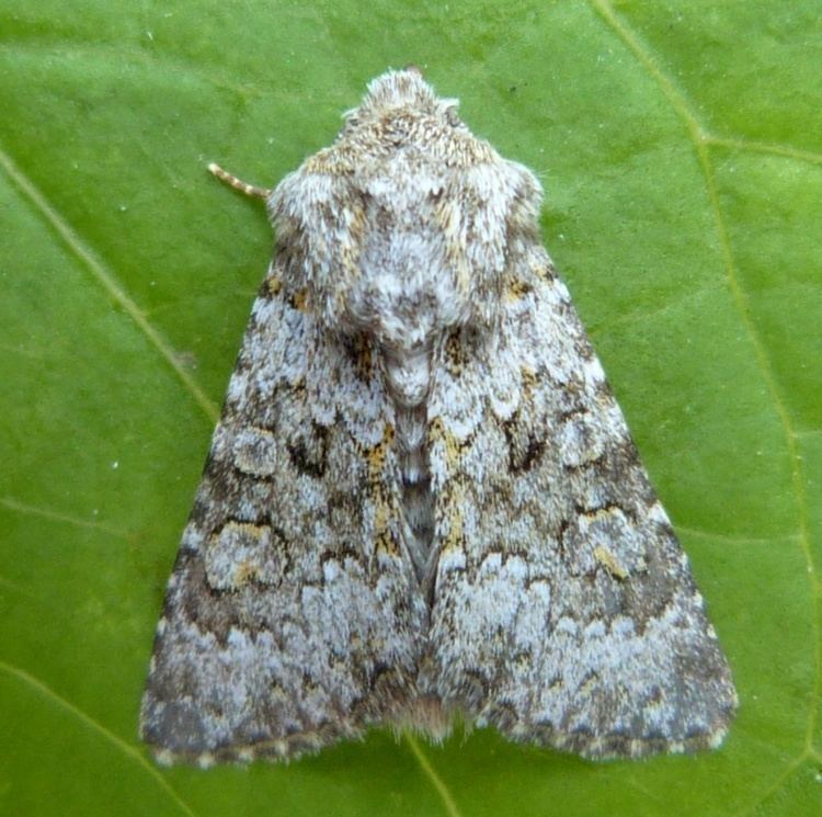 Hecatera Small Ranunculus Hecatera dysodea NatureSpot