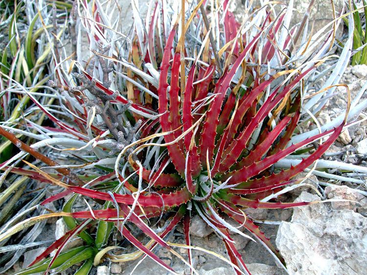 Hechtia Hechtia texensis Cacti of Big Bend National Park Texas